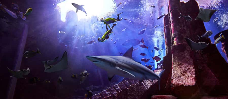 Dubai: The Lost Chambers Aquarium Snorkeling Experience - Entering Atlantis and finding the Ambassador Lagoon