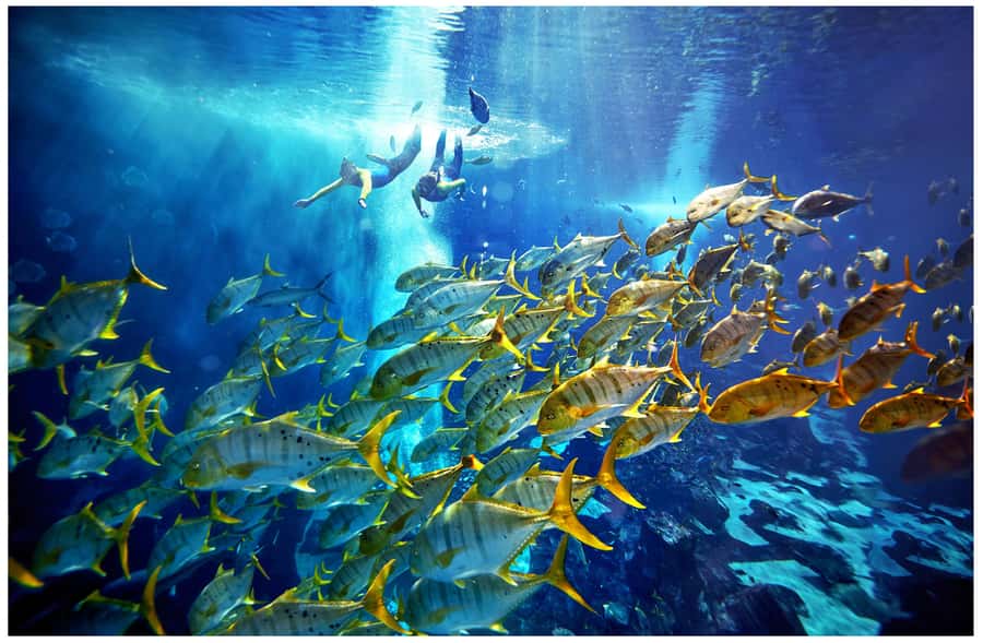 Dubai: The Lost Chambers Aquarium Snorkeling Experience - Getting ready with the supplied equipment