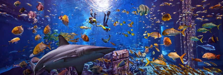 Dubai: The Lost Chambers Aquarium Snorkeling Experience - The briefing makes the experience easier for beginners