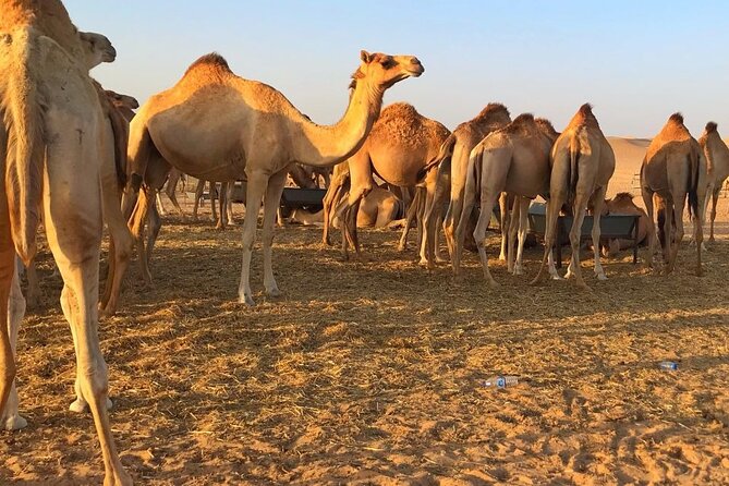 Evening Desert Safari Abu Dhabi with Hot BBQ Dinner - Sandboarding and skiing on the dunes