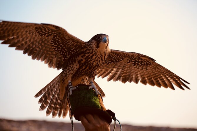 Evening Desert Safari Abu Dhabi with Hot BBQ Dinner - Who will enjoy this safari most