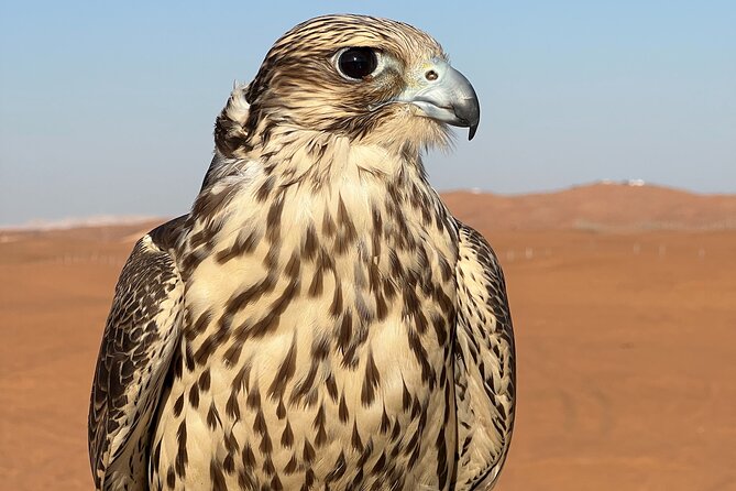 Evening Desert Safari Camel Ride Dinner Live Shows in Abu Dhabi - Tanoura and belly dancing after dark