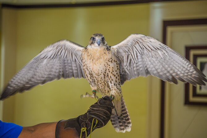 Falcon Hospital Tour Abu Dhabi - Seeing real falcon care in action