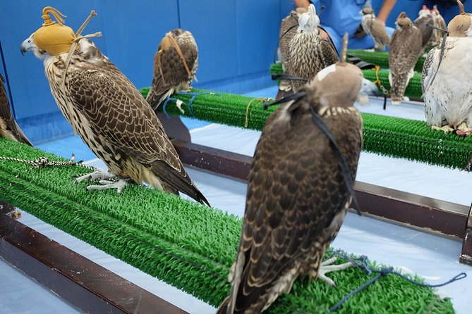 Falcon Hospital Tour Abu Dhabi - Meeting the falcons at close range