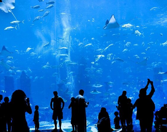 Fish Tales Lost Chambers Tour - Key points before you book