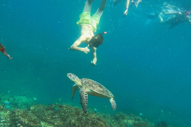 From Abu Dhabi: Snorkeling with turtles in Fujairah with BBQ - Why the Fujairah coast is worth the early start