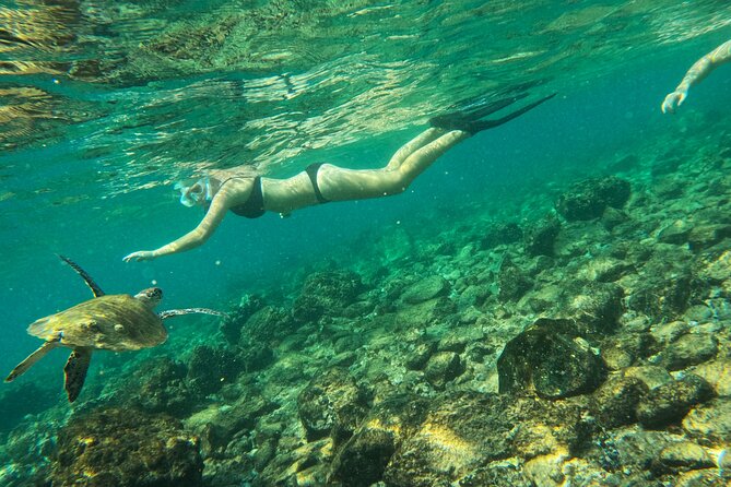 From Abu Dhabi: Snorkeling with turtles in Fujairah with BBQ - Small groups, solo visitors, and families