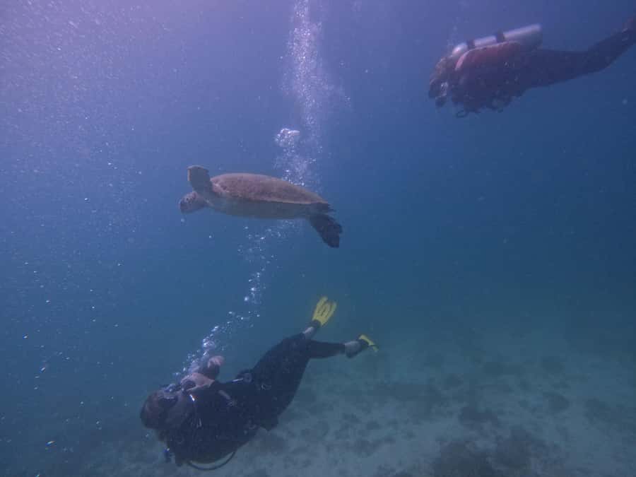 From Dubai: 2 Dives for Certified Divers with BBQ & Transfer - Key points to know before booking