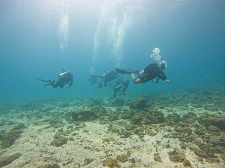 From Dubai: 2 Dives for Certified Divers with BBQ & Transfer - Who will enjoy this day most