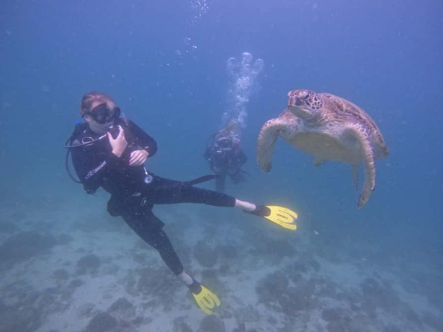 From Dubai: 2 Dives for Certified Divers with BBQ & Transfer - The early transfer from Dubai