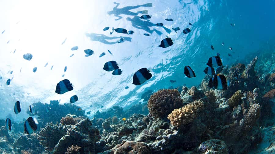 From Dubai: Discovery Scuba Diving & Snorkeling In Fujairah - Key points to know before you book
