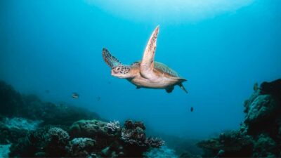 Discovery Scuba Diving & Snorkeling In Fujairah