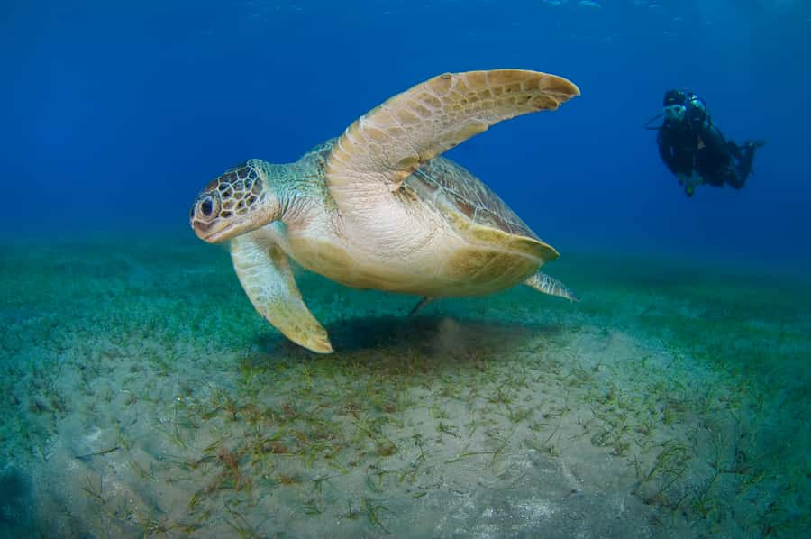 From Dubai: Fujairah Half-Day Scuba Dive and Snorkeling - What certified participants receive