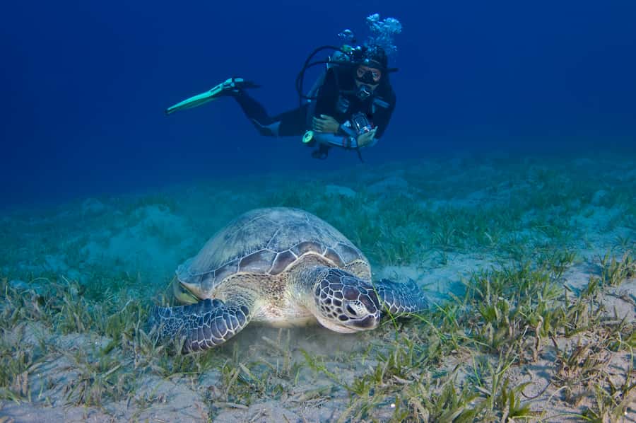 From Dubai: Fujairah Half-Day Scuba Dive and Snorkeling - Timing, safety, and practical limits