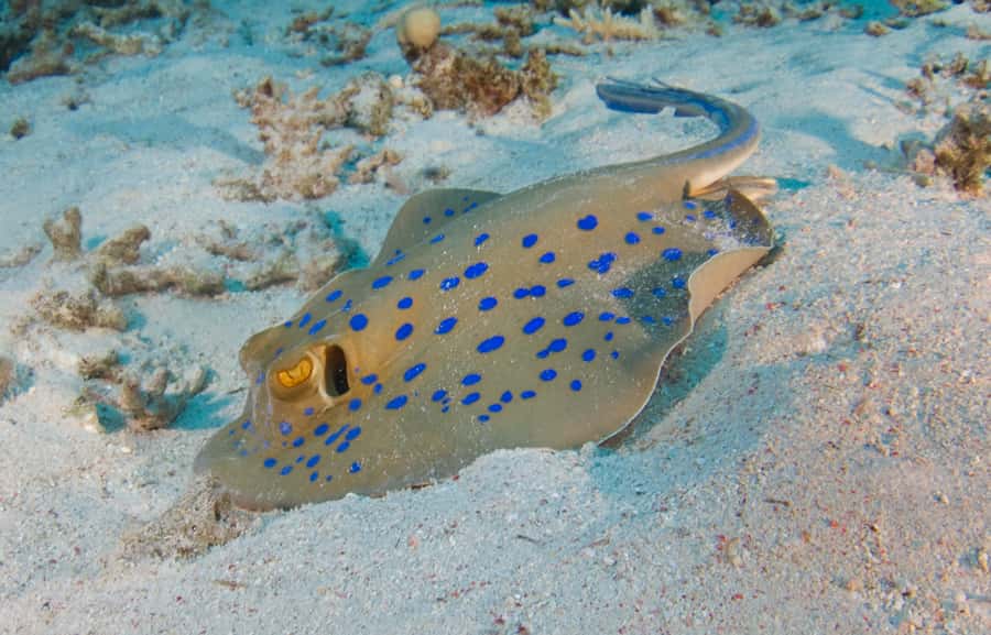 From Dubai: Fujairah Half-Day Scuba Dive and Snorkeling - Getting equipped at the Fujairah base
