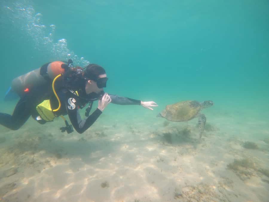 From Dubai: Fujairah Scuba Dive and Snorkeling - What you may see below the surface