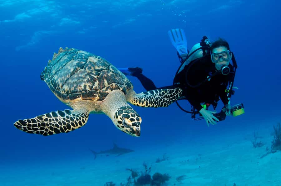 From Dubai: Fujairah Scuba Dive and Snorkeling - Morning pickup from Dubai to Fujairah