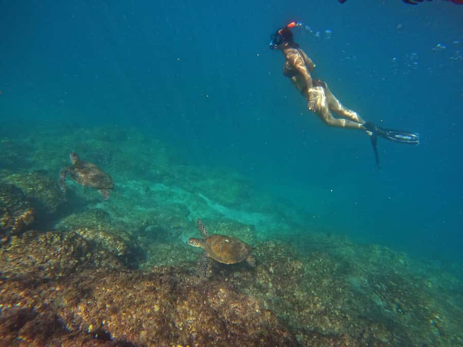 From Dubai: Fujairah Snorkeling with Turtles, Transfer & BBQ - Key points to know before booking