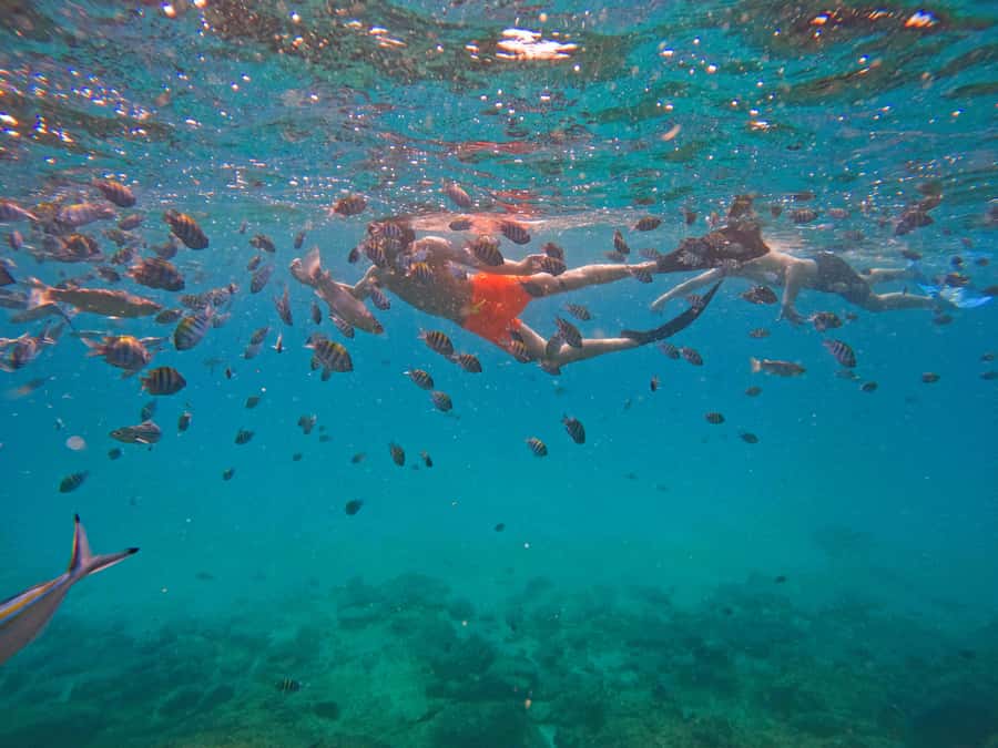 From Dubai: Fujairah Snorkeling with Turtles, Transfer & BBQ - A 42-foot boat built for a full day at sea