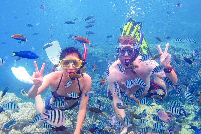 From Dubai: Snorkeling trip in Fujairah - What you might see below the surface