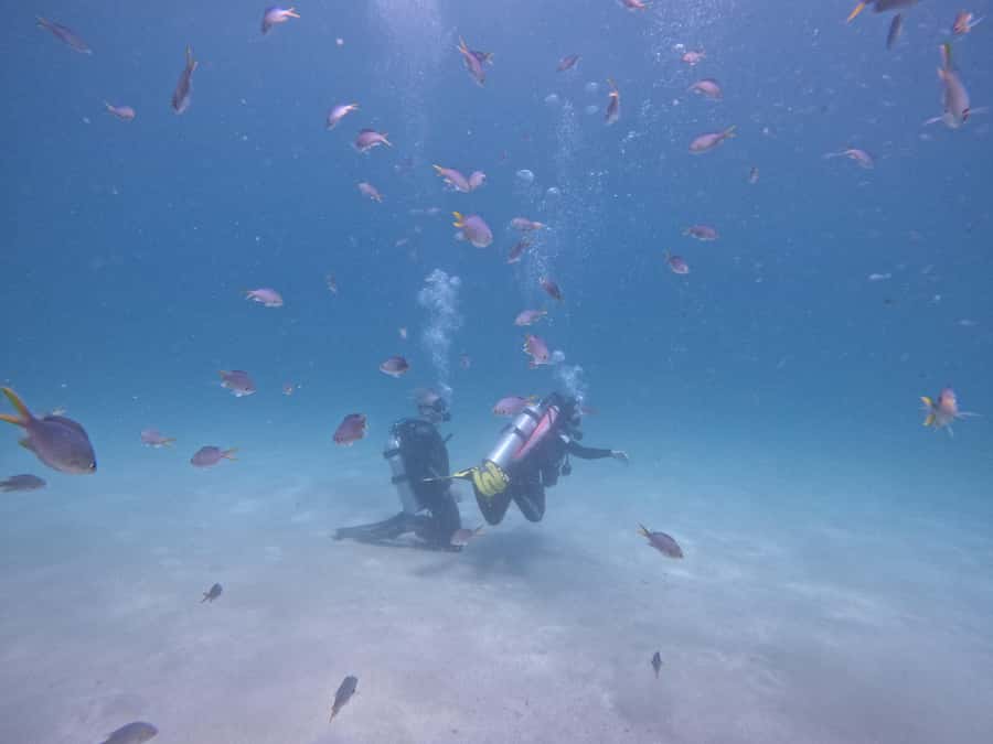 From Dubai: Try Scuba Diving, Snorkeling with BBQ & Transfer - Key things to know before booking