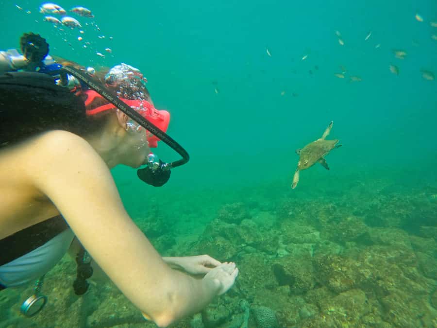 From Dubai: Try Scuba Diving, Snorkeling with BBQ & Transfer - What the $163 price really includes