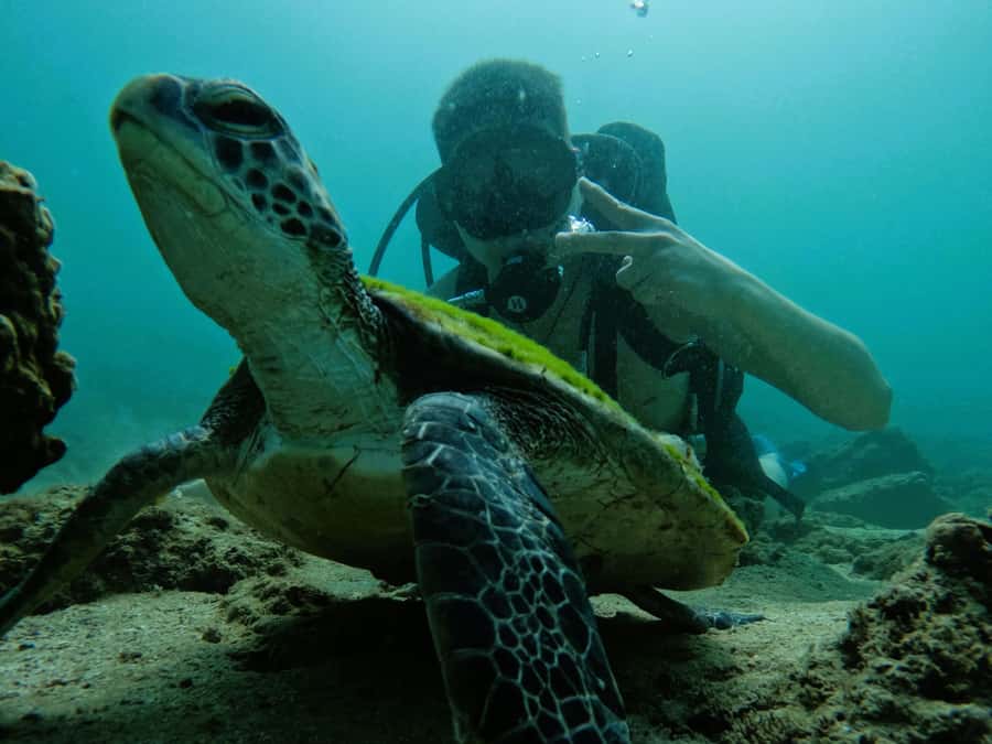 From Dubai: Try Scuba Diving, Snorkeling with BBQ & Transfer - Practical tips for a smoother day