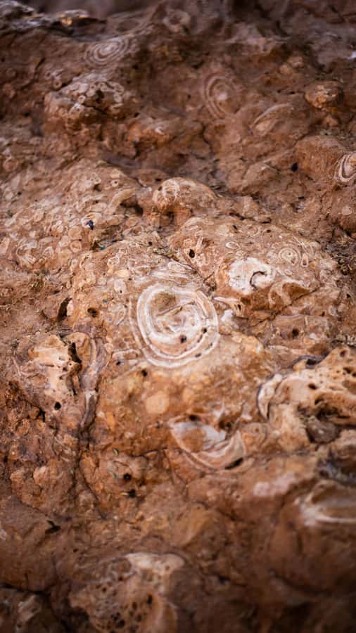 From Dubai: Zerzura Dune Buggy Experience & Fossil Discovery - Is $136 per person good value?