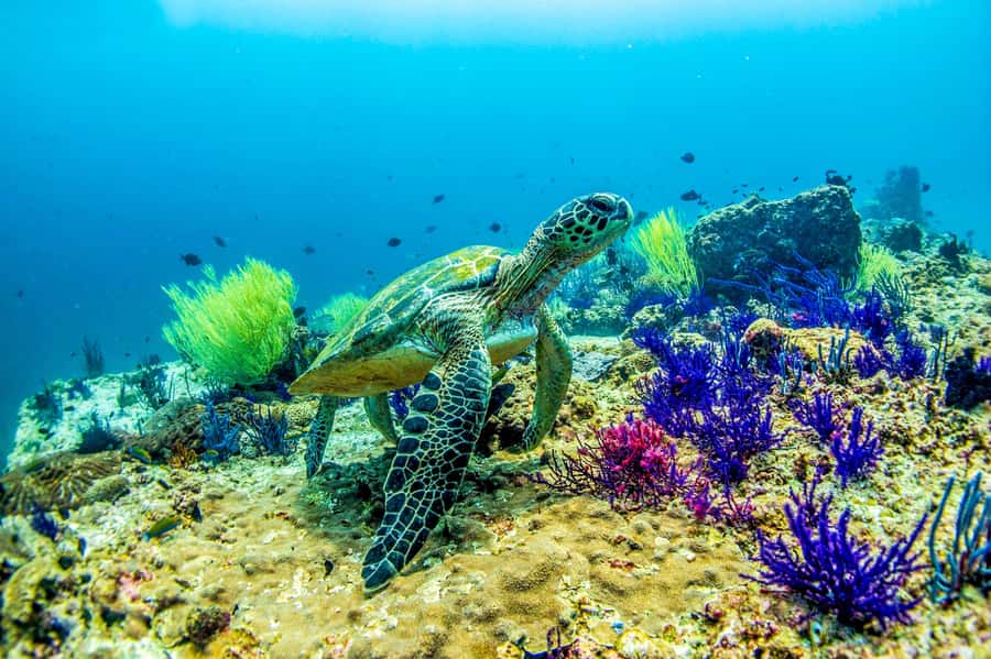 Fujairah: 2 Fun Dive Experience for Certified Divers - Key points before you book