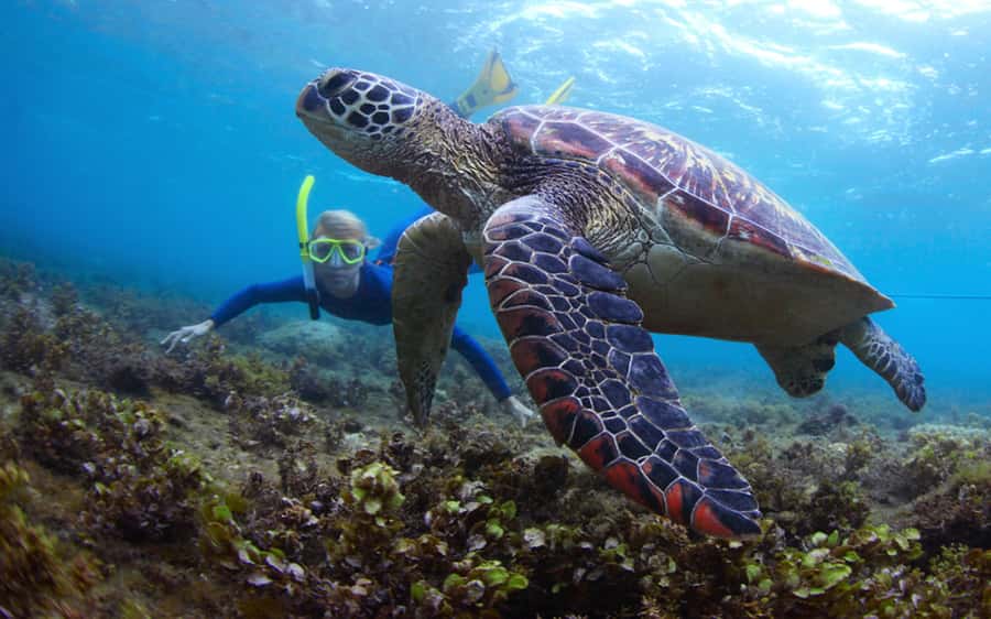 Fujairah: Snorkeling and Watersports at Snoopy Island - Reaching Sandy Beach beneath the Hajar Mountains