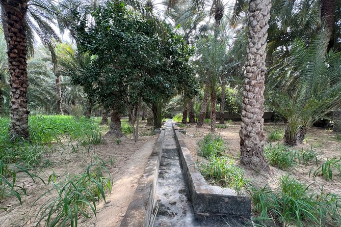 Full Day Al Ain City Tour with Lunch - The camel market: a short but memorable stop
