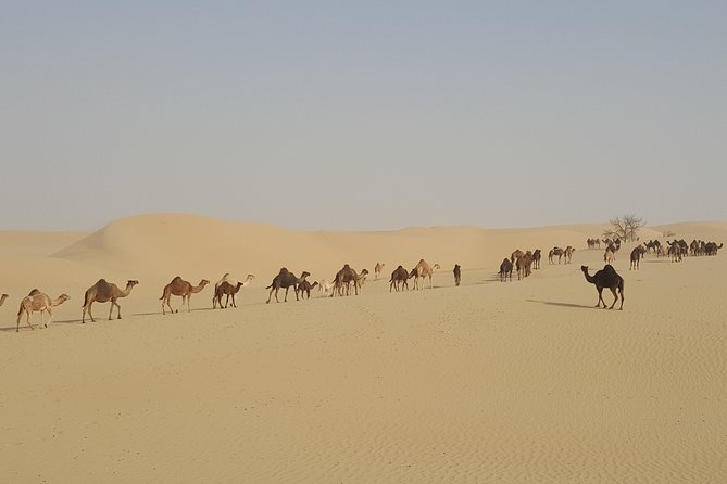 Liwa Oasis Desert Drive from Abu Dhabi - Why the Private Vehicle Matters