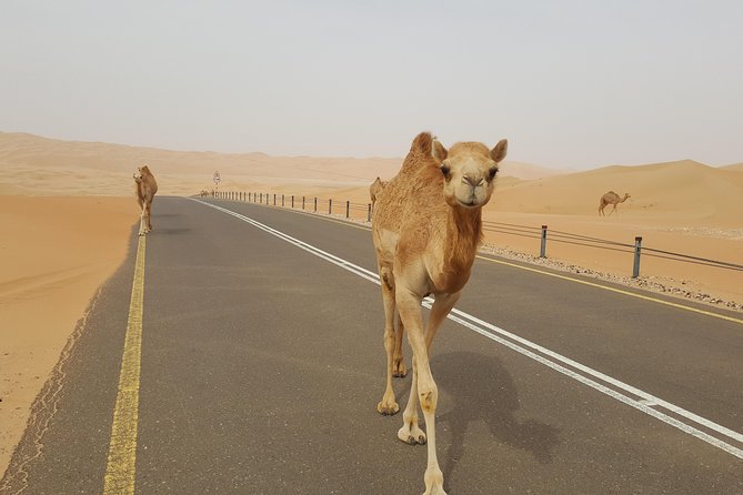 Liwa Oasis Desert Drive from Abu Dhabi - Who Will Enjoy This Desert Drive?