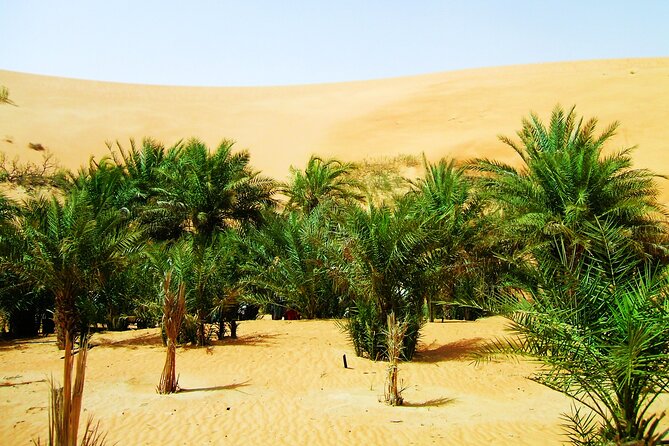Liwa Over Night Safari - Guides can shape the whole night