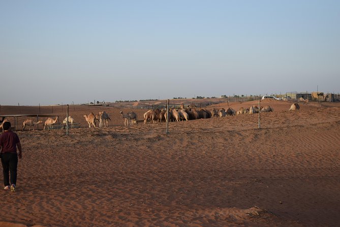 Morning Desert Safari with Camel Ride & Sand Boarding - Who will enjoy this safari most