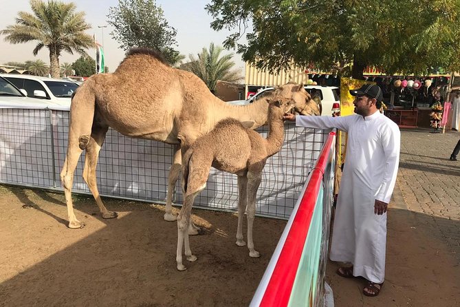 Morning Dubai Desert Safari with Sand boarding and Camel Ride - What the critical points mean in practice