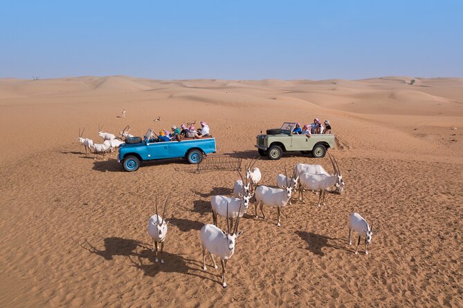 Morning Falconry & Nature Desert Safari with Transfers from Dubai - The camel ride: brief but well judged