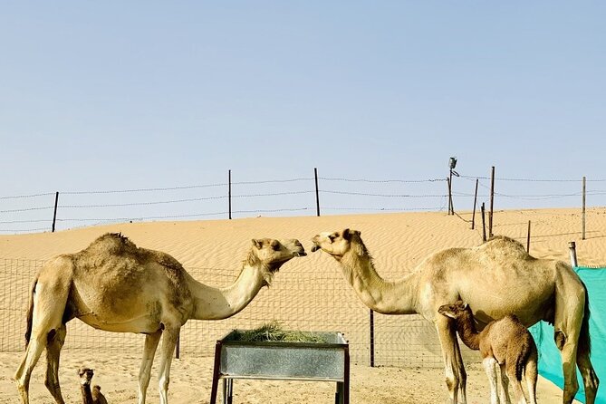 Morning Safari With Quad Bike - Camel rides and desert photographs