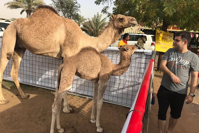 Premium Dubai Desert Safari and Quad Bike Ride - The desert camp after sunset