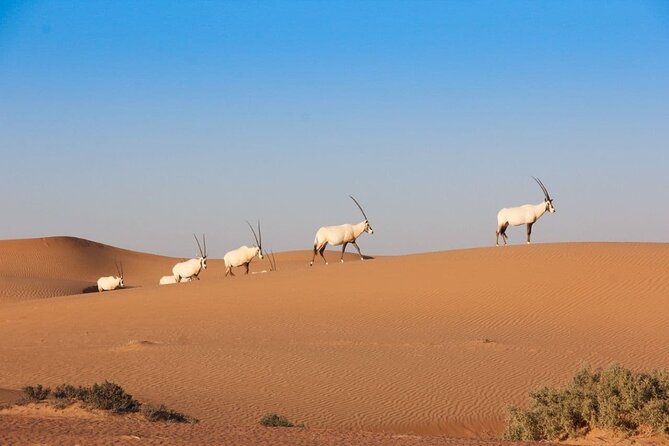 Premium Dubai Desert Safari Experience - Who will enjoy this Dubai desert safari