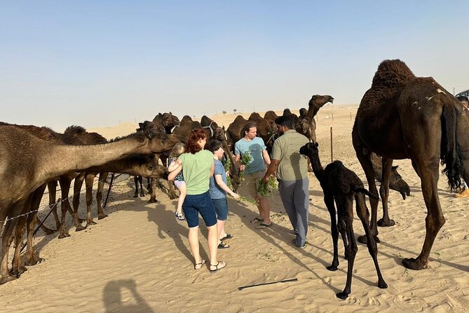 Private Abu Dhabi Sunset Desert Safari with Sand Boarding - Why a private Abu Dhabi safari works well