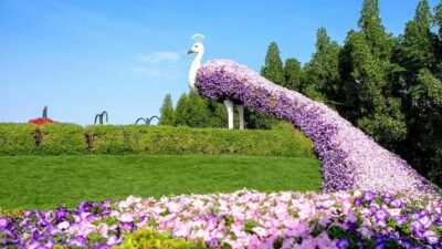 Private Dubai Frame & Miracle Garden Trip with Transfer