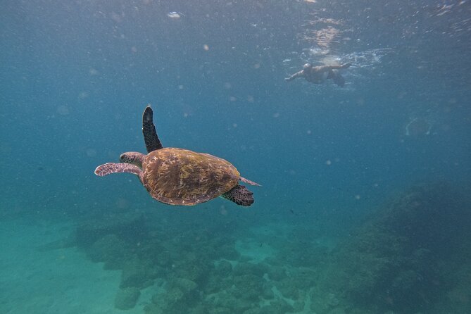 Private Snorkeling with turtles with BBQ food - Key points to know before you book