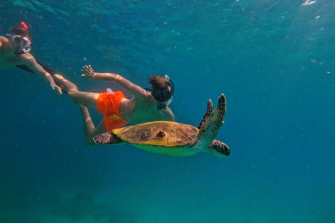Private Snorkeling with turtles with BBQ food - What the two-hour Fujairah outing is really like