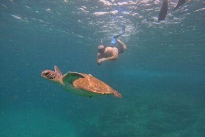 Private Snorkeling with turtles with BBQ food