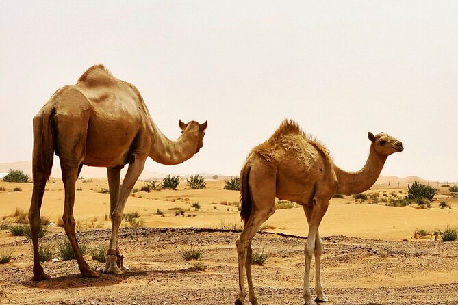 Professional Desert Safari with Camel Ride & BBQ in Bedouin Camp - A 2:30 PM Pickup From Dubai or Sharjah