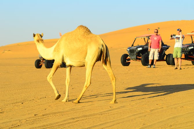 Ras Al Khaimah: Afternoon Desert Safari and BBQ Dinner - Arriving at camp with coffee and dates