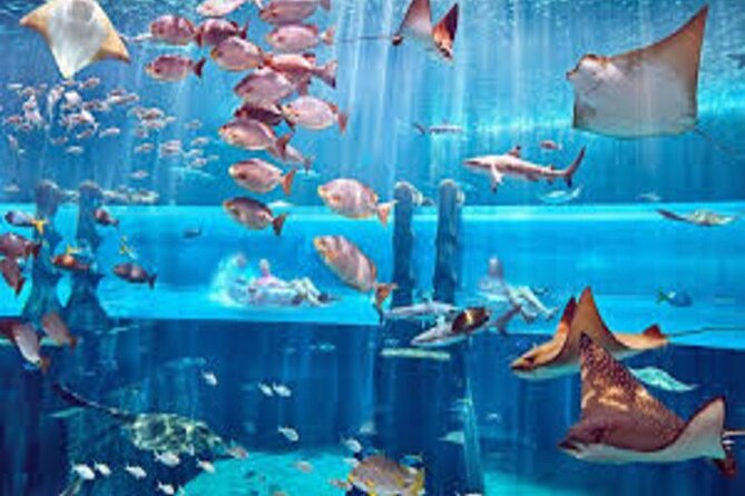 Skip The Line : Atlantis Lost Chambers Aquarium - The behind-the-scenes option