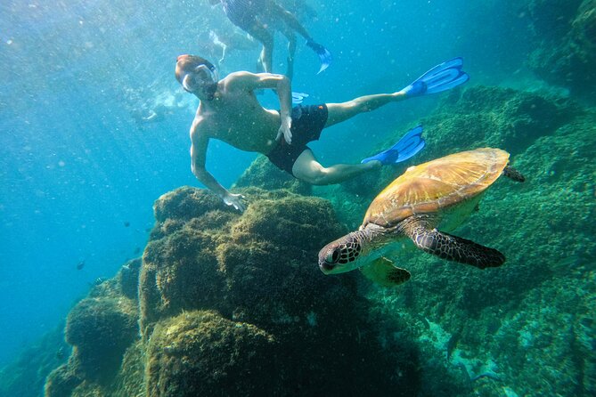 Snorkeling with turtles in Fujairah with BBQ lunch - Starting at Reef Oasis in Fujairah