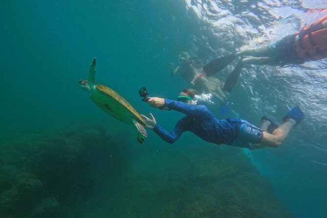 Snorkeling with turtles in Fujairah with BBQ lunch - Who will enjoy this Fujairah outing?